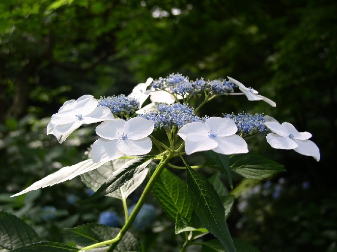 ���z�ԁ�{�y����