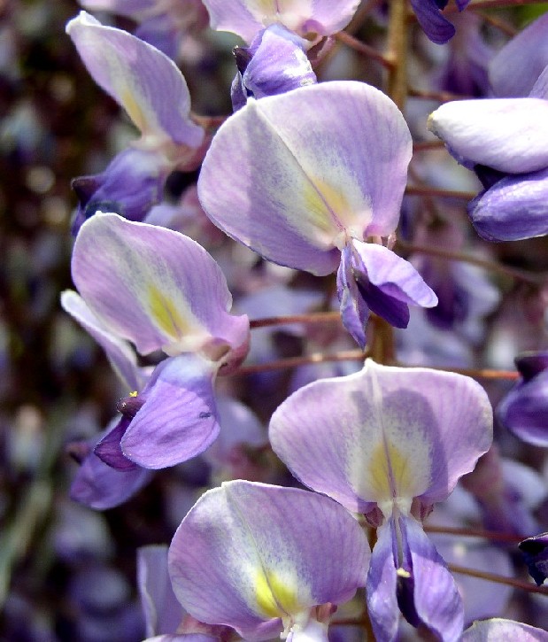 ���ᔒ��s����