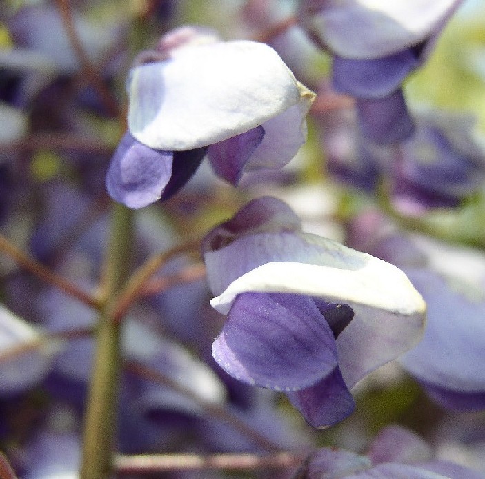 ���ᔒ��s����