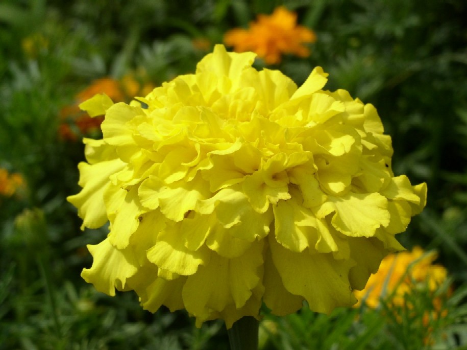 �S�����ᔒ��s����