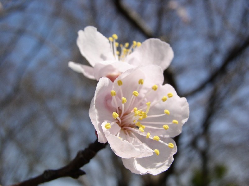 �\���C���V�m�ᔒ��s�r�̏㏬��