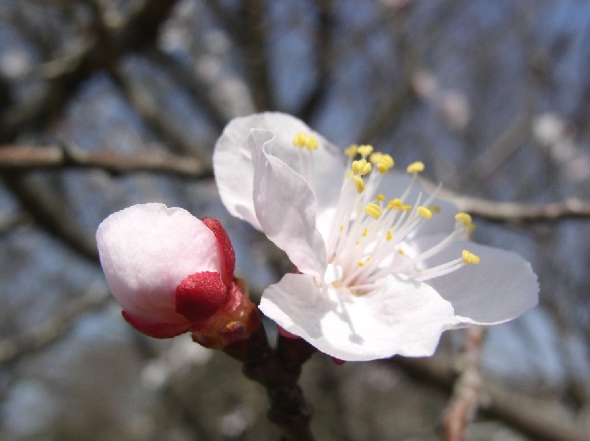 �\���C���V�m�ᔒ��s�r�̏㏬��