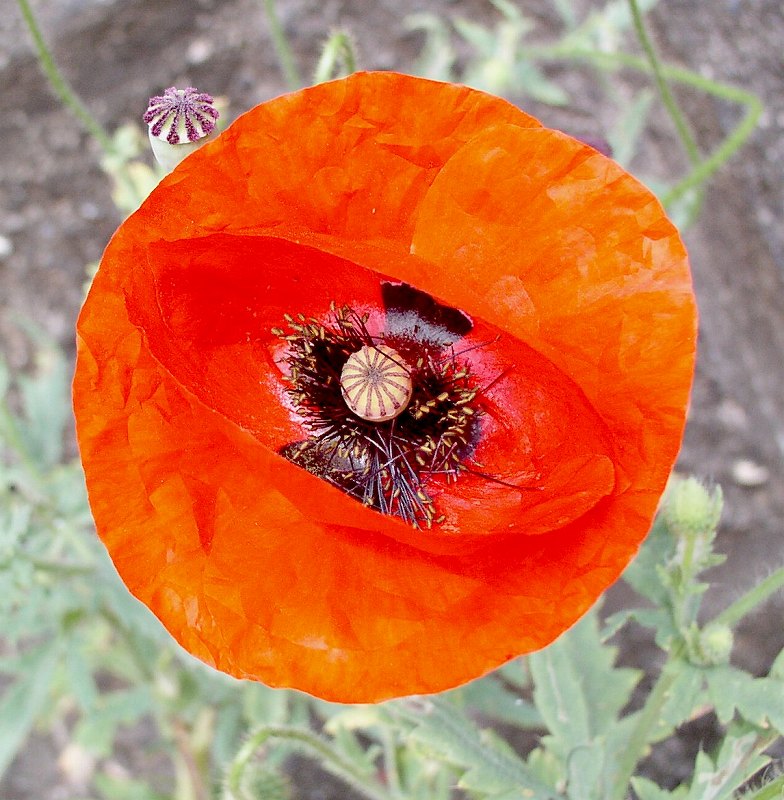 �P�V�ᔒ��s�r�̏��