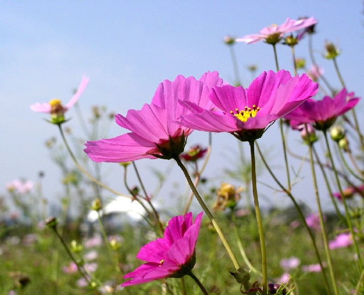 �R�X���X��󐼖q�̌���