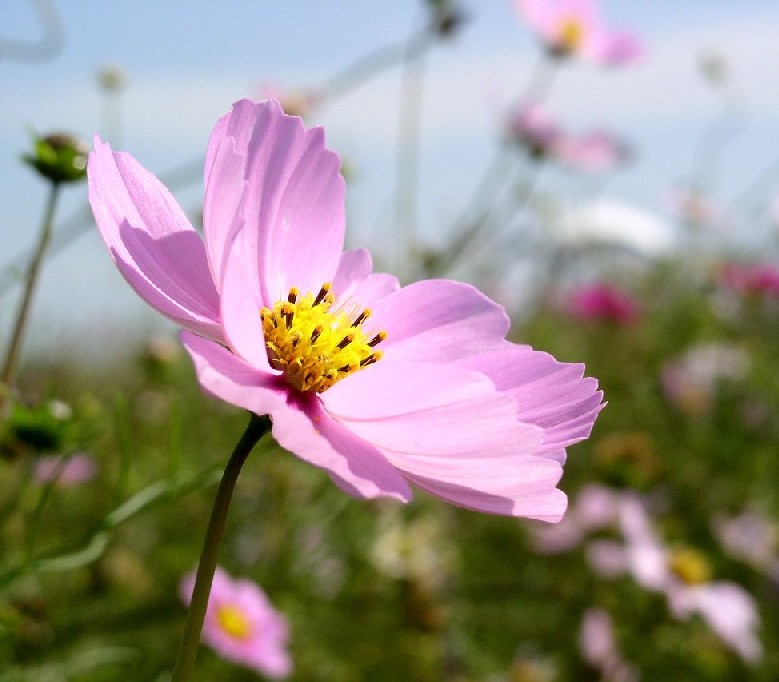 �R�X���X��󐼖q�̌���