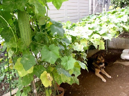 ���A�p���Z