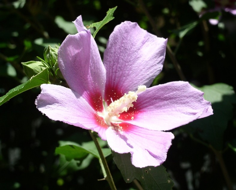 �ނ����ᔒ��s�r�̏��