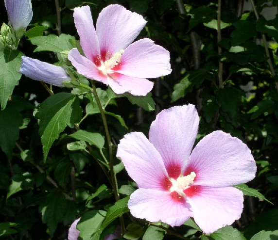 �ނ����ᔒ��s�r�̏��