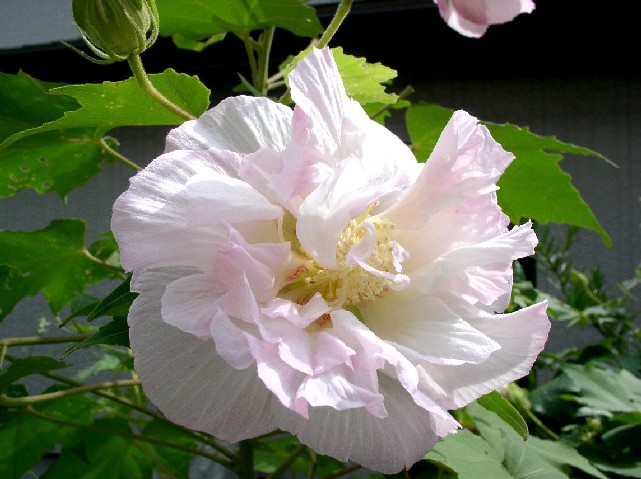 ���̉ԁH�ᒋ��