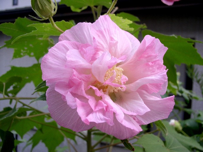 ���̉ԁH��[����