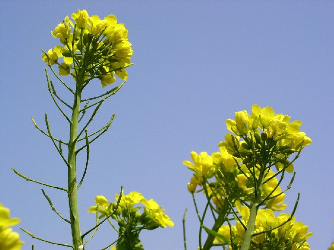 �؂̉ԁᔒ��s����