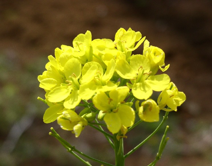 �؂̉ԁᔒ��s����