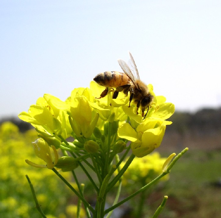 �؂̉ԁᔒ��s����