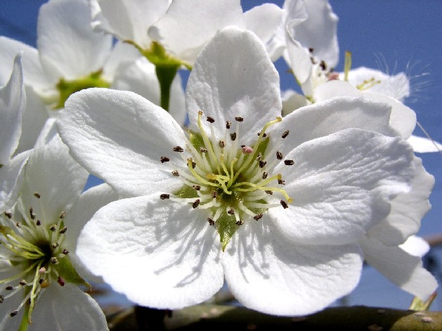 ���̉ԁᔒ��s����