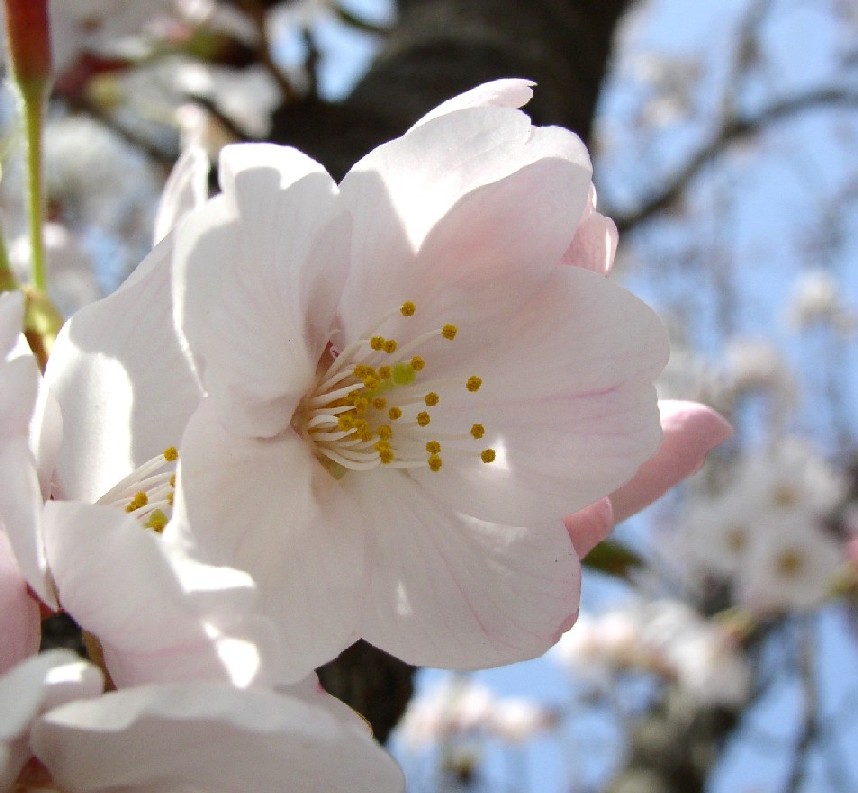 �\���C���V�m�ᔒ��s������