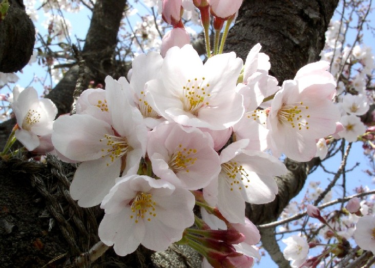 �\���C���V�m�ᔒ��s������