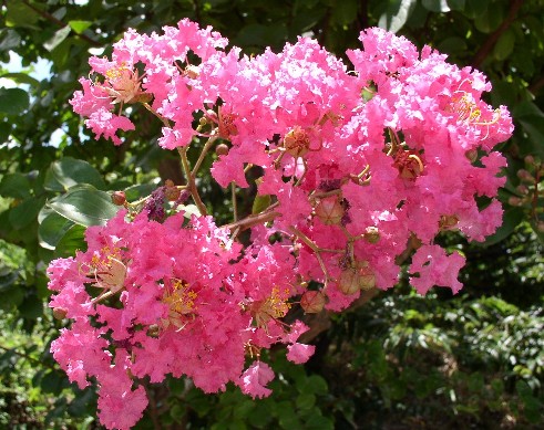 �S���g�ᔒ��s����