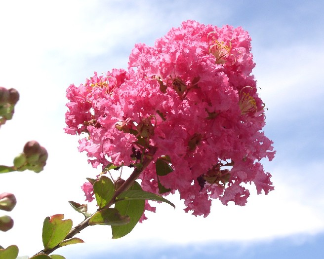 �S���g�ᔒ��s����