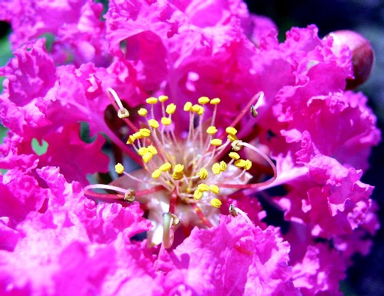 �S���g�ᔒ��s����