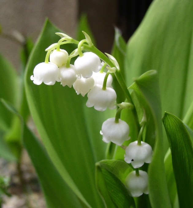 �X�Y�����Ꭹ���