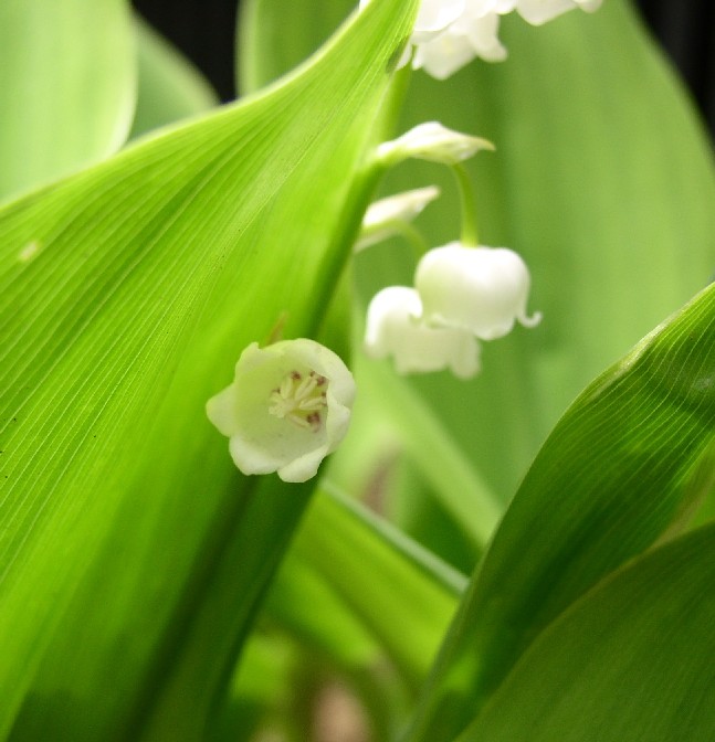 �X�Y�����Ꭹ���