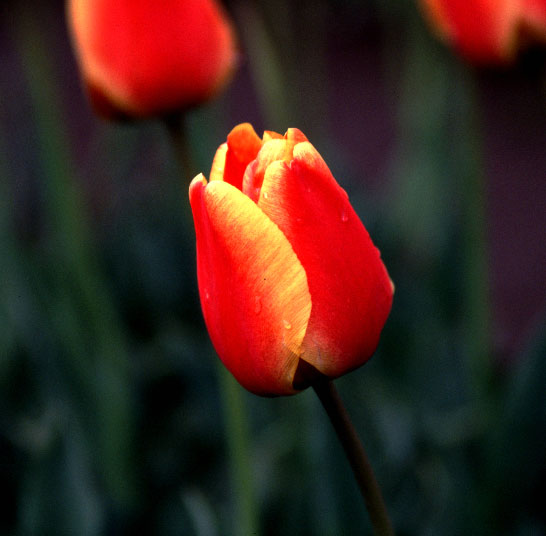 �`���[���b�v�፲�q�ӂ邳�ƍL���