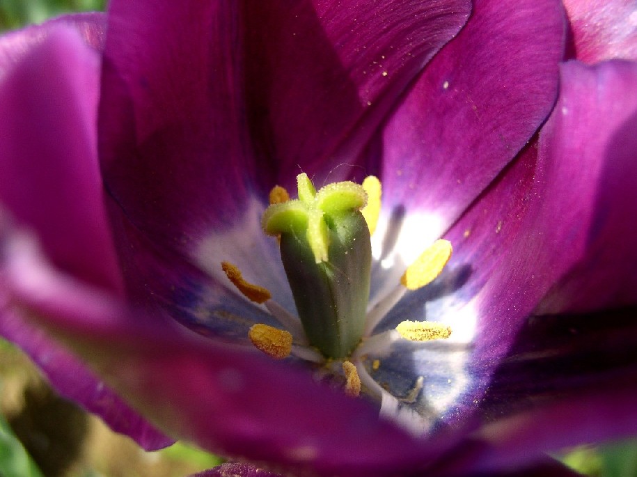 �`���[���b�v�፲�q�ӂ邳�ƍL���