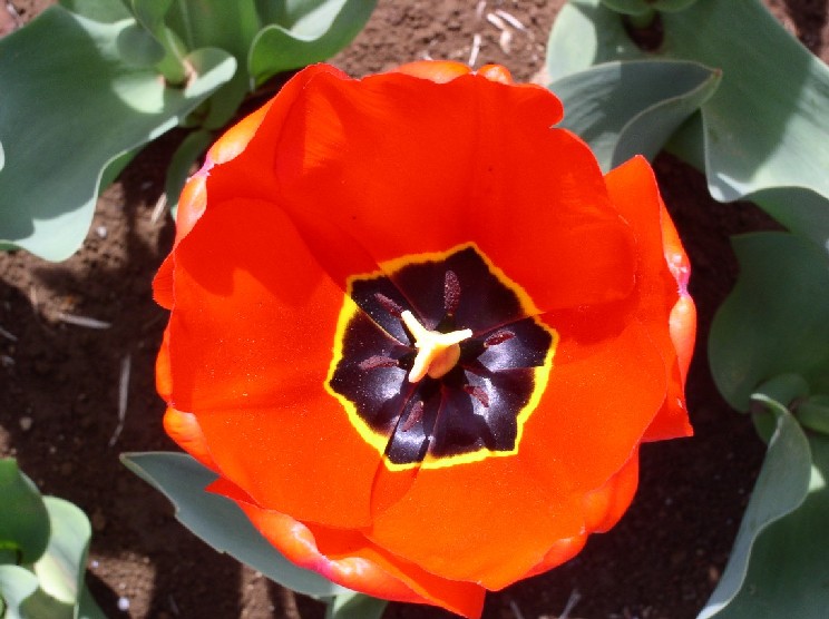 �`���[���b�v�ᔐ�����ڂ̎R�_����