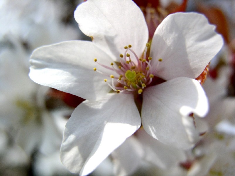 ���}�U�N����g���̑����