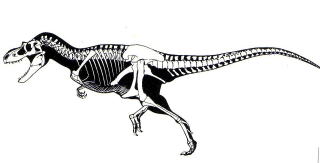 スティラコサウルス 角は語る進化の歴史