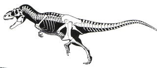 スティラコサウルス 角は語る進化の歴史
