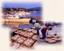 �ĎR���`�@���t�K�j