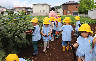 野菜の収穫のようす2