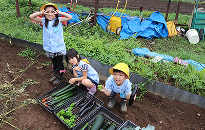 野菜の収穫のようす3