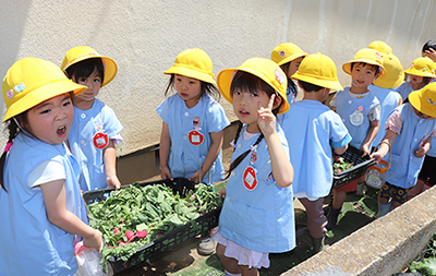 野菜の収穫のようす4