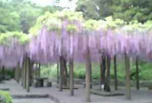 gт̎BeƁAσ{P܂