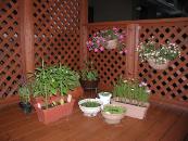 �E�b�h�f�b�L