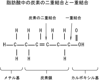 脂肪酸中の炭素の二重結合と一重結合